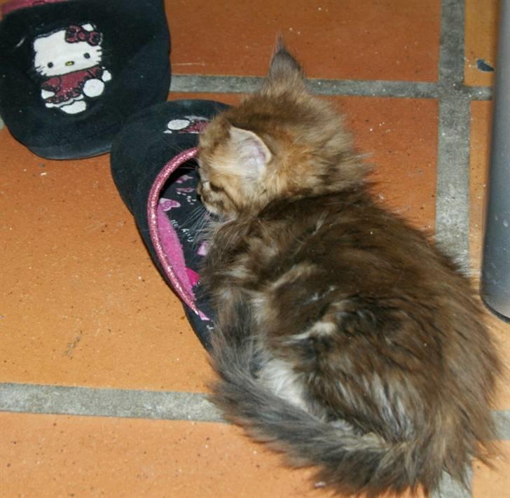 Maine Coon lykkekatte Olivia - puha bliver helt omtåget af lugten fra den sutsko men ligger nu meget godt hi hi billede 6