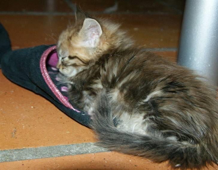 Maine Coon lykkekatte Olivia - hmm måtte lige rykke lidt på hovedet for at få luft hi hi billede 7