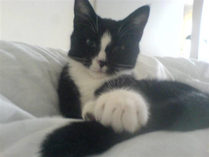 Huskat Thor Thunderpaw billede 1