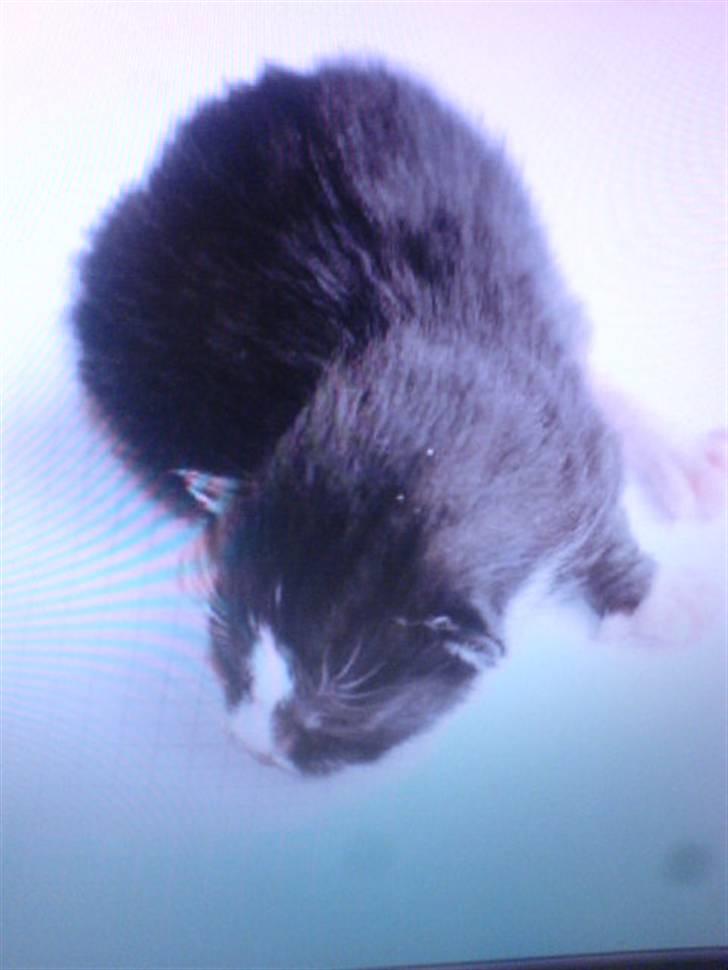 Huskat Thor Thunderpaw billede 2