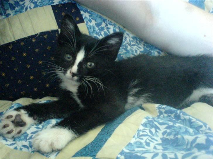 Huskat Thor Thunderpaw billede 3