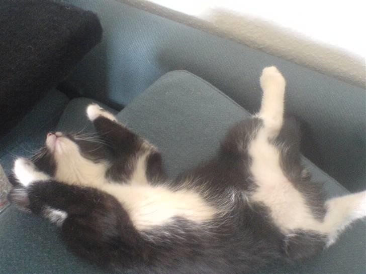 Huskat Thor Thunderpaw billede 4