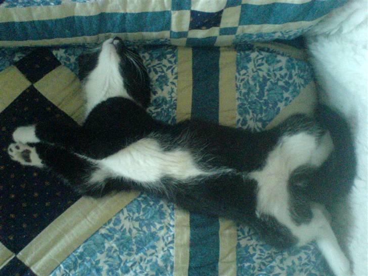 Huskat Thor Thunderpaw billede 5