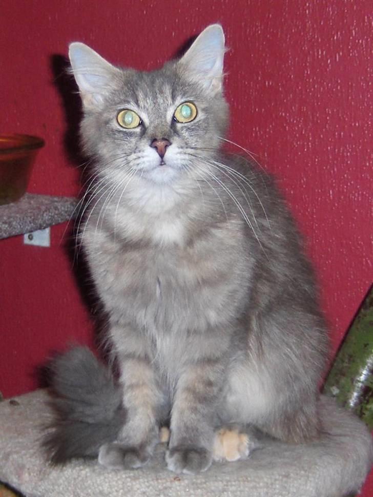 Maine Coon Maude billede 1