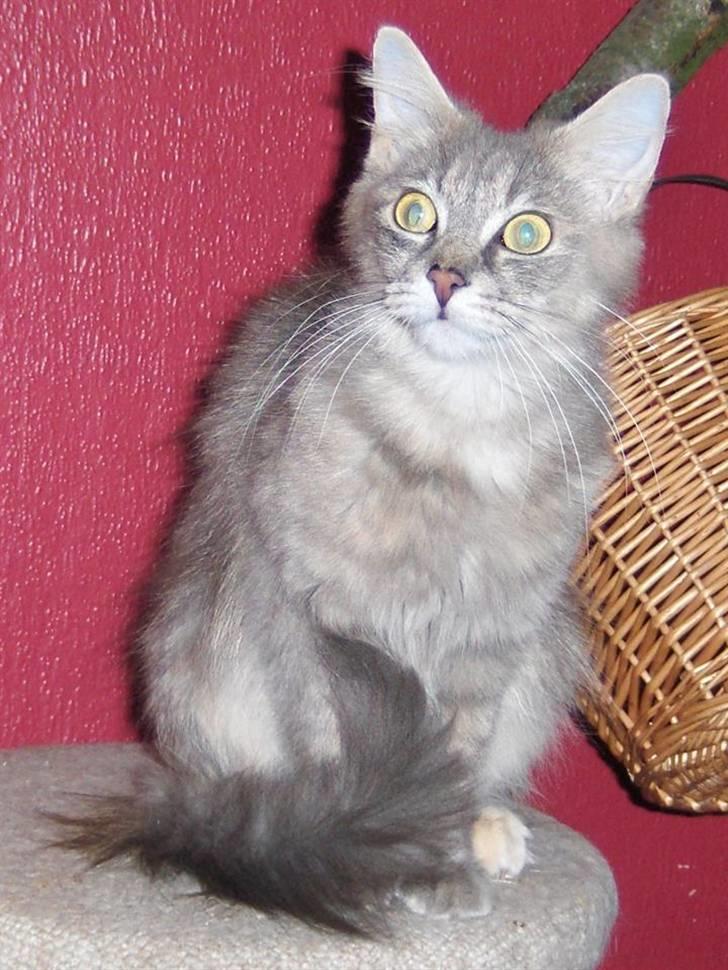 Maine Coon Maude billede 2