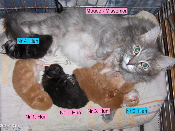 Maine Coon Maude - Maude med sine killinger f. 10/11 2010. Hun kan selv hoppe ud/ind af det bur hun har dem i. billede 3