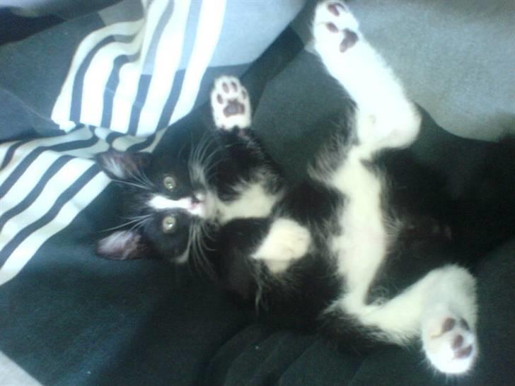 Huskat Thor Thunderpaw billede 6