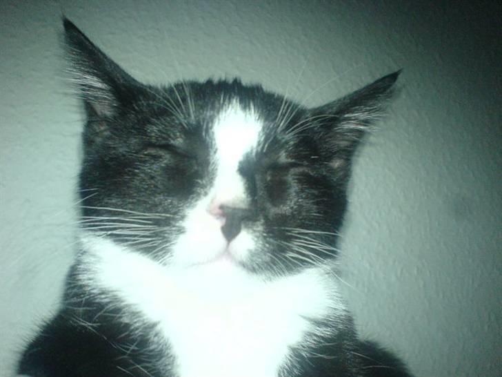 Huskat Thor Thunderpaw billede 7