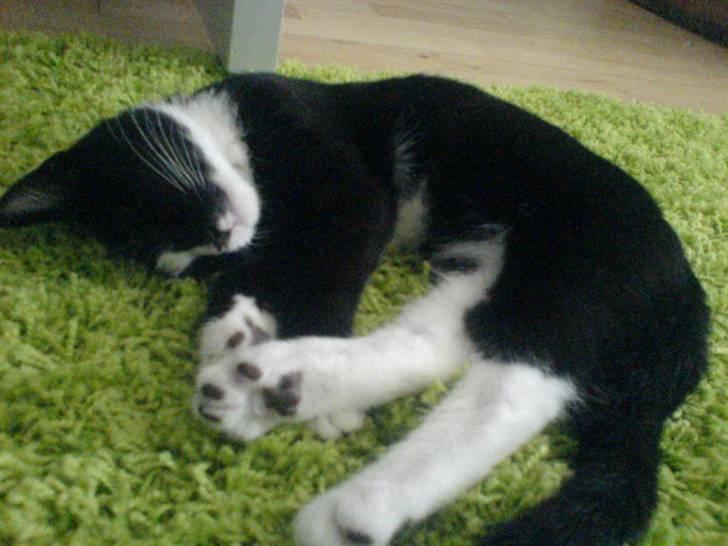 Huskat Thor Thunderpaw billede 8