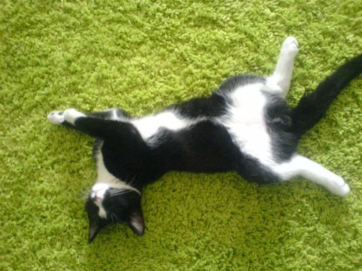 Huskat Thor Thunderpaw billede 9