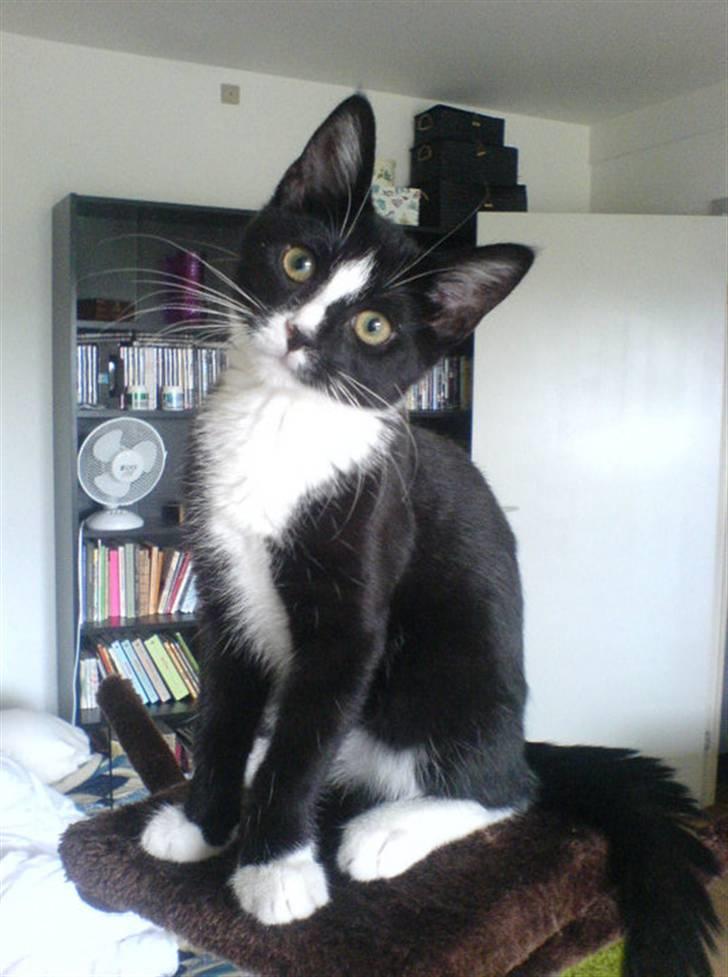 Huskat Thor Thunderpaw billede 10