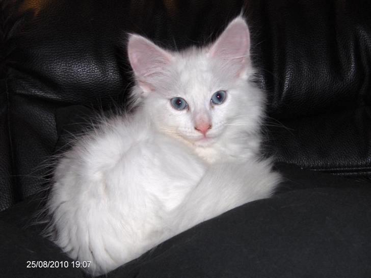 Maine Coon Bitten - Se lge de flotte blå øjne billede 1