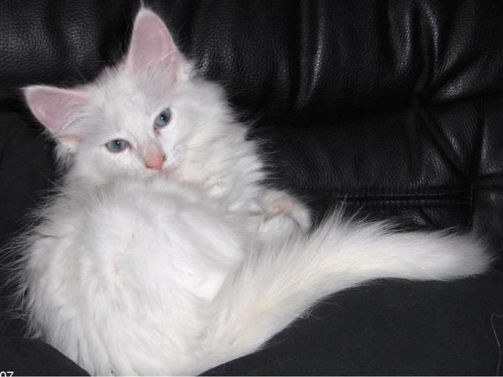 Maine Coon Bitten billede 2