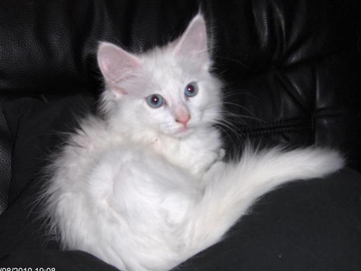 Maine Coon Bitten billede 3