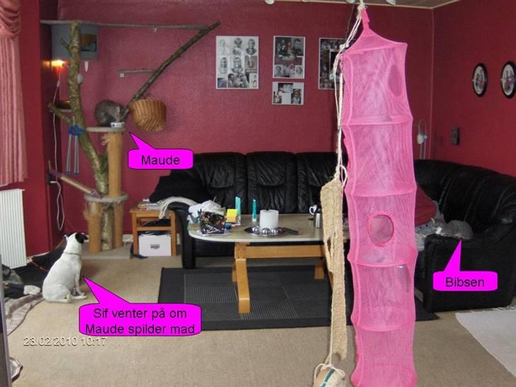 Maine Coon Maude billede 4