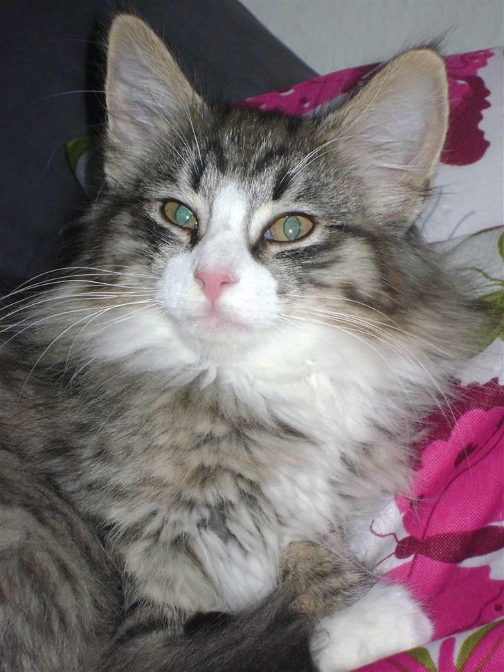 Norsk Skovkat CocoKnurhår Felis Jubatus billede 2