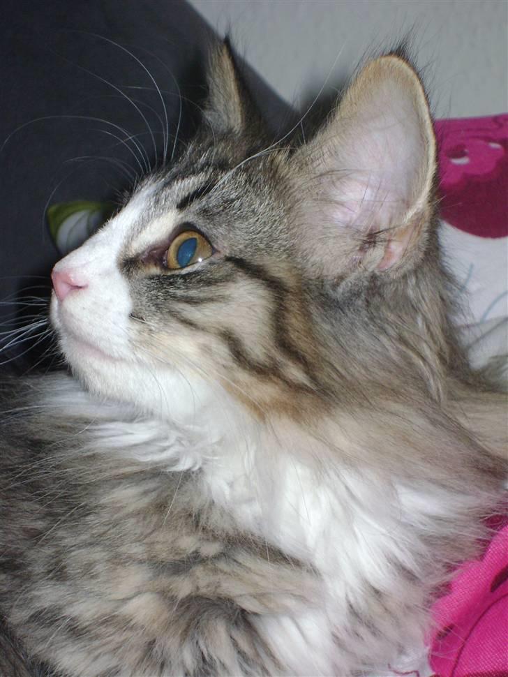 Norsk Skovkat CocoKnurhår Felis Jubatus billede 3