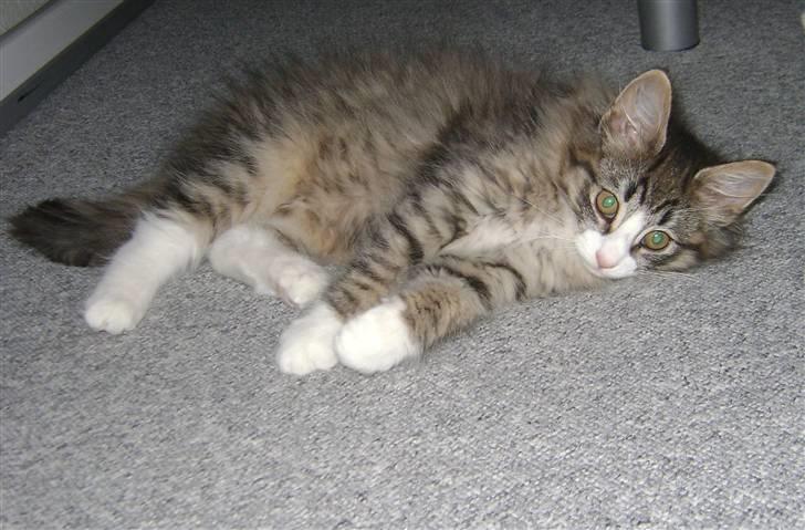 Norsk Skovkat CocoKnurhår Felis Jubatus billede 4