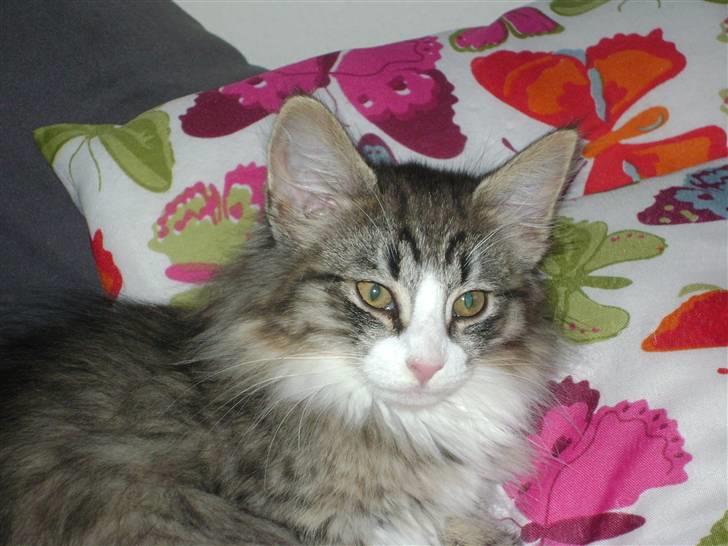 Norsk Skovkat CocoKnurhår Felis Jubatus billede 5