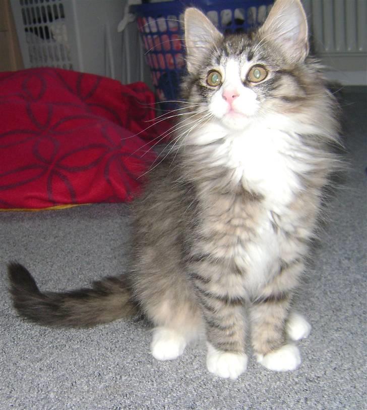 Norsk Skovkat CocoKnurhår Felis Jubatus billede 6