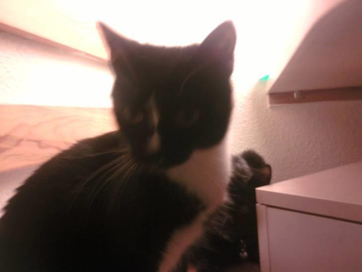 Huskat Charlie R.I.P - Charlie sidder i køkkenet billede 17