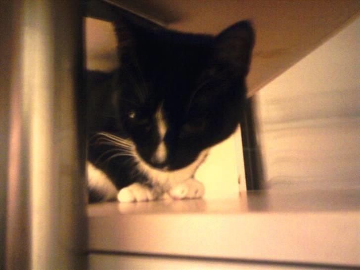 Huskat Charlie R.I.P - Charlie er gået under boret i køkkenet billede 19