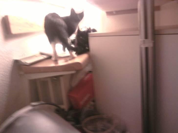 Huskat Blacky SOLGT - Nasakada og hende´s mor Charlie billede 7