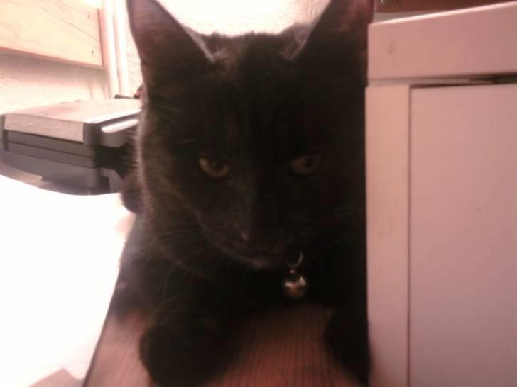 Huskat Blacky SOLGT - Nasakada på lur i køkkenet billede 8