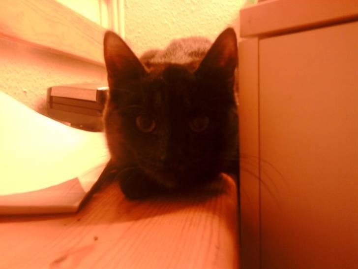 Huskat Blacky SOLGT - efter billed sprang Nasakada på mit kamara hehe billede 9