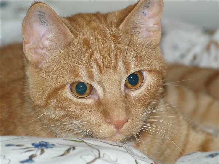 Huskat Anton - smukke Anton billede 5