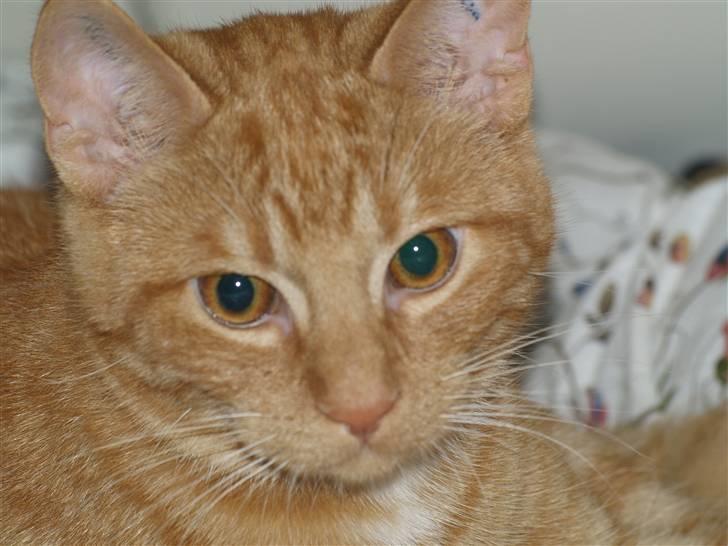 Huskat Anton - Putter sig i min dyne, rigtig hyggeligt :D billede 6