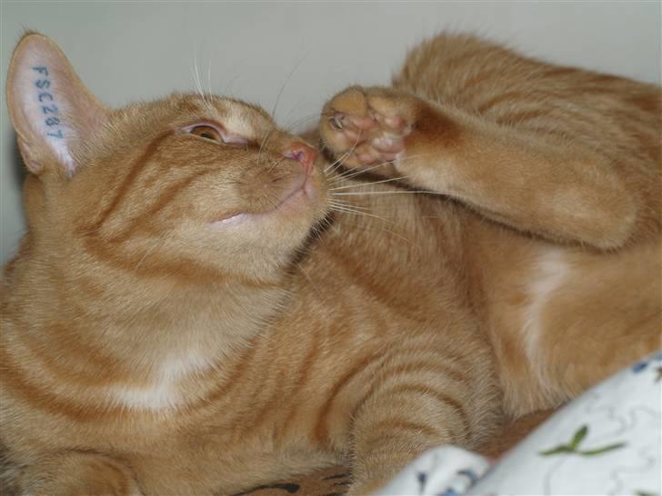 Huskat Anton - Så skal der gøres rent..:) billede 7