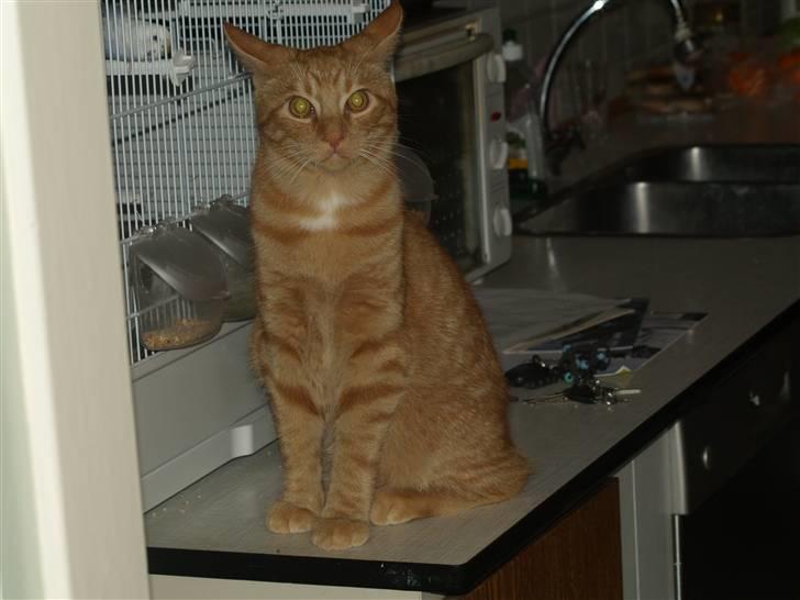 Huskat Anton - Hvad er det!!!? billede 8