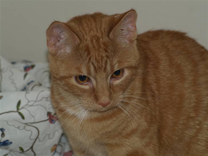 Huskat Anton - Hvad er det der er nede på gulvet?? Nala...? billede 9