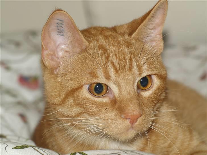 Huskat Anton - Så skal der kigges ud over mit lille landskab!!.... billede 10