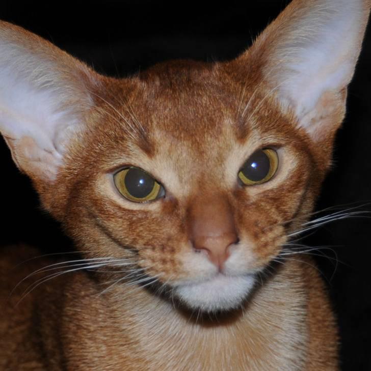 Abyssinier Wennemoes' Aslan billede 6