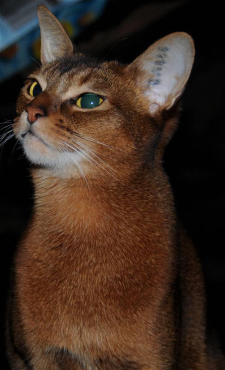 Abyssinier Via Novas She's Madonna b billede 5