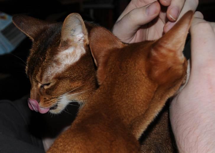 Abyssinier Via Novas She's Madonna b billede 6