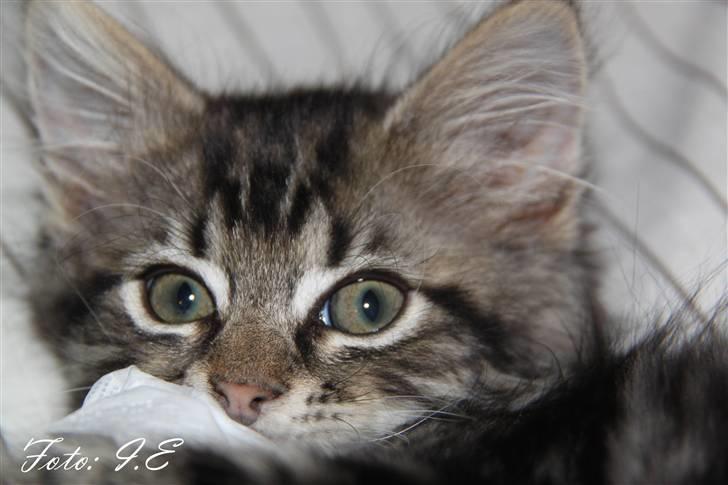 Blanding af racer Hilde - Velkommen til Hildes profil billede 1