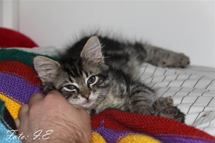 Blanding af racer Hilde - November 2010 billede 2