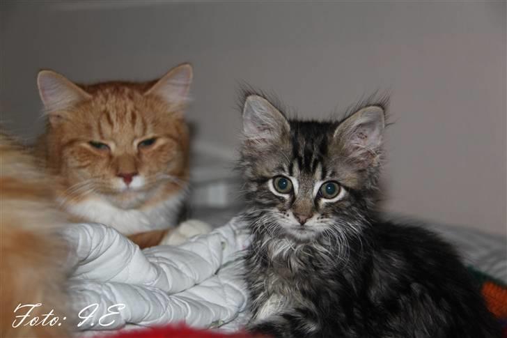 Blanding af racer Hilde - November 2010 - Herbert og Hilde får sig lige en bitte slapper, efter at have pølet *S* billede 3