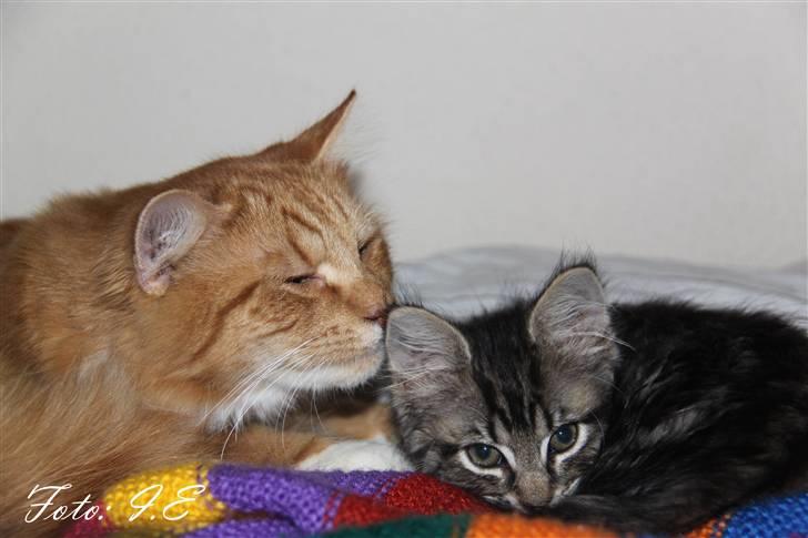 Blanding af racer Hilde - November 2010 - Et lille mys skal hun da også have af sin storebror Herbert billede 4