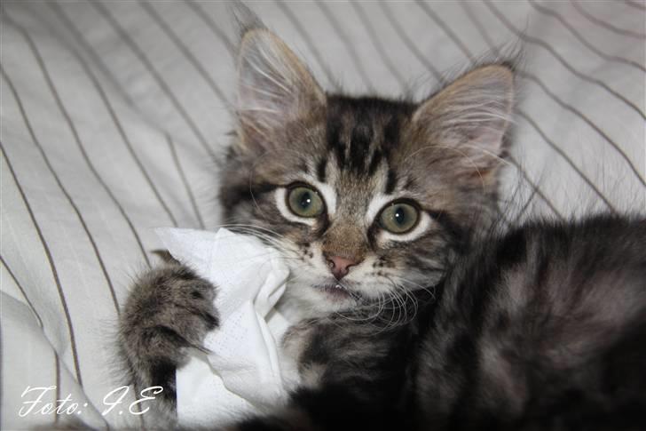 Blanding af racer Hilde - November 2010 - Hmm Hilde det er mors lommelet du putter med *G* billede 5