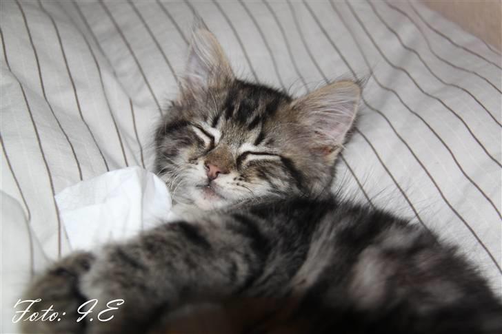 Blanding af racer Hilde - November 2010 billede 6