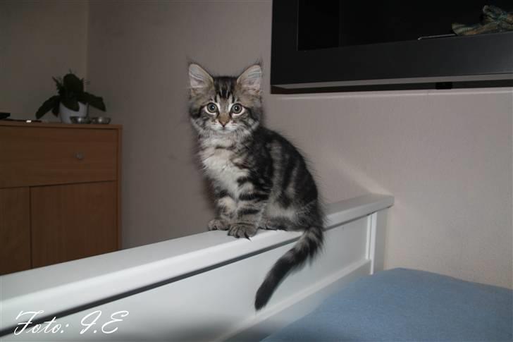 Blanding af racer Hilde - November 2010 - Min lille pige i profil billede 7