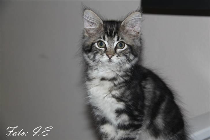 Blanding af racer Hilde - November 2010 billede 8