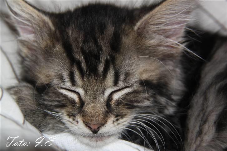 Blanding af racer Hilde - November 2010 - Nat nat lille prinsesse billede 9