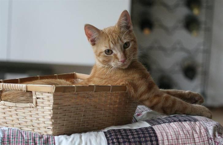 Huskat Bøllemis billede 1