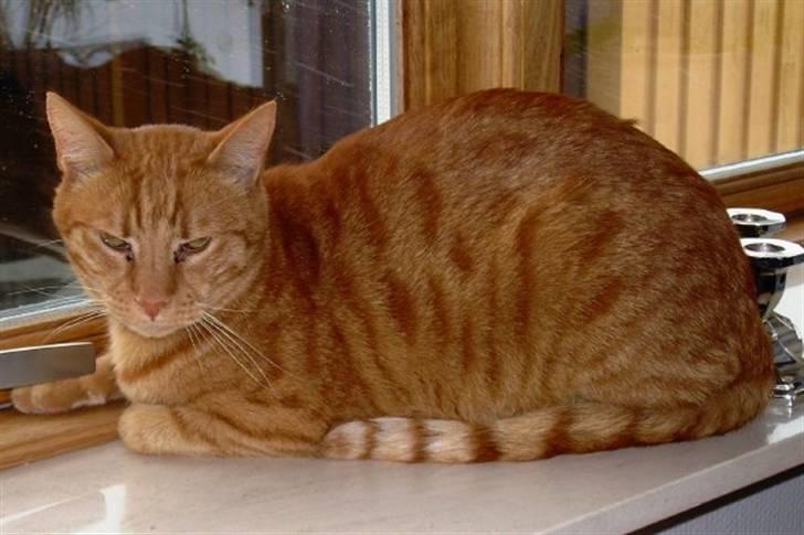 Huskat Bøllemis billede 2