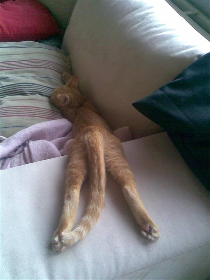 Huskat Bøllemis billede 3